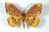  (Eacles cuscoensis - BC-Her2244)  @15 [ ] Copyright (2010) Unspecified Research Collection of Daniel Herbin