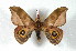  (Automeris harriyungasiana - BC-Her2250)  @14 [ ] Copyright (2010) Unspecified Research Collection of Daniel Herbin