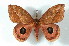  (Pseudautomeris rudloffi rudloffi - BC-Her2492)  @13 [ ] Copyright (2010) Unspecified Research Collection of Daniel Herbin