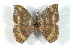  (Janiodes lavernoboliviana - BC-Her2542)  @14 [ ] Copyright (2010) Unspecified Research Collection of Daniel Herbin