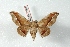  (Mimallo neoamilia - BC-Her2991)  @11 [ ] Copyright (2010) Unspecified Research Collection of Daniel Herbin