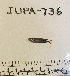  (Gibbonsia elegans - JUPA-736)  @11 [ ] CreativeCommons - Attribution Share-Alike (2014) Unspecified Ventura High School