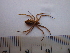  (Argiope argentata - F121301)  @14 [ ] CreativeCommons - Attribution Share-Alike (2013) Unspecified UCSD