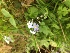  (Myosotis scorpiodes - Myosotis_scorpiodes_1)  @11 [ ] CreativeCommons - Attribution Share-Alike (2017) Unspecified Durham University