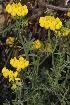  (Coronilla talaverae - 19-IESJC1-ELB-03)  @11 [ ] CreativeCommons - Attribution Share-Alike (2019) Unspecified I.E.S Juan Carlos I