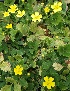  (Potentilla reverchonii - 19-IESJC1-ELB-04)  @11 [ ] CreativeCommons - Attribution Share-Alike (2019) Unspecified I.E.S Juan Carlos I