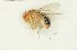  (Drosophila cardini - Duke.Bio203L.S19.TC1.1)  @11 [ ] CreativeCommons - Attribution Share-Alike (2019) Unspecified Duke University