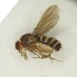  (Drosophila nigromelanica - Duke.Bio203L.S19.TB3.1)  @11 [ ] CreativeCommons - Attribution Share-Alike (2019) Unspecified Duke University