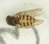  (Drosophila euronotus - Duke.Bio203L.S19.TA4.3)  @11 [ ] CreativeCommons - Attribution Share-Alike (2019) Unspecified Duke University