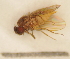  (Drosophila melanica - Duke.Bio203L.S19.TD3.1)  @11 [ ] CreativeCommons - Attribution Share-Alike (2019) Unspecified Duke University