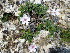  (Erodium saxatile - 19-IESJCI-CPR-0003)  @11 [ ] CreativeCommons - Attribution Share-Alike (2019) Unspecified I.E.S Juan Carlos I