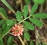  (Indigofera linnaei - ILL1)  @11 [ ] CreativeCommons - Attribution Share-Alike (2023) Unspecified instutute of forebsic science and criminology, PU, Chandigarh, 160014