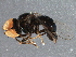  (Tomosvaryella sp. AZ12B - BIOUG16375-E07)  @12 [ ] CreativeCommons - Attribution (2014) CBG Photography Group Centre for Biodiversity Genomics