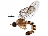  (Apsilocephalidae - BIOUG16376-B06)  @14 [ ] CreativeCommons - Attribution (2014) CBG Photography Group Centre for Biodiversity Genomics