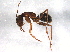  (Camponotus dumetorum - BIOUG08781-C10)  @14 [ ] CreativeCommons - Attribution (2014) CBG Photography Group Centre for Biodiversity Genomics