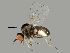  (Bombyliidae - BIOUG15386-C08)  @15 [ ] CreativeCommons - Attribution (2014) CBG Photography Group Centre for Biodiversity Genomics
