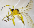  (Empis trigramma - AZ3E)  @13 [ ] CreativeCommons  Attribution (by) (2019) Emma Wahlberg Swedish Museum of Natural History