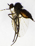  (Empis staegeri - AZ8E)  @12 [ ] CreativeCommons  Attribution (by) (2019) Emma Wahlberg Swedish Museum of Natural History