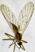  (Empis univittata - BB4E)  @11 [ ] CreativeCommons  Attribution (by) (2019) Emma Wahlberg Swedish Museum of Natural History