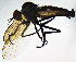  (Rhamphomyia sulcata - BC8E)  @13 [ ] CreativeCommons  Attribution (by) (2019) Emma Wahlberg Swedish Museum of Natural History