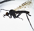  (Rhamphomyia laevipes - BE6E)  @11 [ ] CreativeCommons  Attribution (by) (2019) Emma Wahlberg Swedish Museum of Natural History