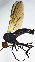  (Rhamphomyia trilineata - BE9E)  @15 [ ] CreativeCommons  Attribution (by) (2019) Emma Wahlberg Swedish Museum of Natural History