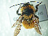  (Bombus opifex - CCDB-29867-H05)  @11 [ ] creative commons  non-commercial only (2018) Servicio Nacional de Sanidad Agraria del Peru Servicio Nacional de Sanidad Agraria del Peru