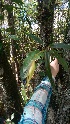 (Epidendrum nocturnum - KB237)  @11 [ ] Unspecified (default): All Rights Reserved  Unspecified Unspecified