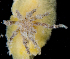  (Cariopsilla pharpa - SERCINVERT2119)  @11 [ ] by-nc-sa (2018) Robert Aguilar Smithsonian Environmental Research Center