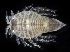  (Chiridotea coeca - SERCINVERT2437)  @11 [ ] by-nc-sa (2018) Robert Aguilar Smithsonian Environmental Research Center