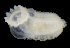  (Leptosynapta tenuis - SERCINVERT2199)  @11 [ ] by-nc-sa (2018) Robert Aguilar Smithsonian Environmental Research Center