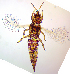  (Haplothrips statices - AG3T)  @11 [ ] CreativeCommons  Attribution Share-Alike (by-sa) (2022) Emma Wahlberg Swedish Museum of Natural History