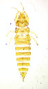  (Hoplothrips semicaecus - AI3T)  @11 [ ] CreativeCommons  Attribution Share-Alike (by-sa) (2022) Emma Wahlberg Swedish Museum of Natural History