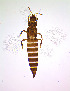  (Haplothrips hukkineni - AY4T)  @11 [ ] CreativeCommons  Attribution Share-Alike (by-sa) (2022) Emma Wahlberg Swedish Museum of Natural History