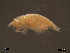  (Tryphosella sp - SFAA10-001)  @11 [ ] CreativeCommons - Attribution Non-Commercial Share-Alike  creativecommons Unspecified