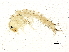  (Hellyethira simplex - SCCWRP0360042)  @14 [ ] CreativeCommons - Attribution (2012) CBG Photography Group Centre for Biodiversity Genomics