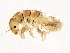  (Rhyacophila betteni - SCCWRP0318082)  @12 [ ] CreativeCommons - Attribution (2013) CBG Photography Group Centre for Biodiversity Genomics
