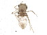  (Paltothemis - SCCWRP0021001)  @14 [ ] CreativeCommons - Attribution (2012) CBG Photography Group Centre for Biodiversity Genomics