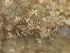  (Peronospora dentariae - SHOM198)  @11 [ ] © Copyright Government of Canada (2013) Unspecified Government of Canada