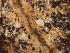  (Peronospora pedicularis - SHOM329)  @11 [ ] © Copyright Government of Canada (2013) Unspecified Government of Canada