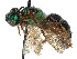  (Agapostemon coloradinus - CCDB-37882-E06)  @11 [ ] CreativeCommons - Attribution Share - Alike (2024) CBG Photography Group Centre for Biodiversity Genomics