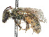  (Lasioglossum megastictum - CCDB-37882-F02)  @11 [ ] CreativeCommons - Attribution Share - Alike (2024) CBG Photography Group Centre for Biodiversity Genomics