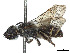  (Lasioglossum uyacicola - CCDB-37882-F09)  @11 [ ] CreativeCommons - Attribution Share - Alike (2024) CBG Photography Group Centre for Biodiversity Genomics