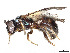  (Ceratina trimaculata - CCDB-37884-C06)  @11 [ ] CreativeCommons - Attribution Share - Alike (2023) CBG Photography Group Centre for Biodiversity Genomics