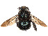  (Xylocopa barbatella - CCDB-37884-C08)  @11 [ ] CreativeCommons - Attribution Share - Alike (2023) CBG Photography Group Centre for Biodiversity Genomics