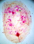  (Coccus sordidus - ARC-PPRI SB4_1)  @13 [ ] CreativeCommons - Attribution Non-Commercial Share-Alike (2011) Mamadi Theresa Sethusa ARC-PPRI