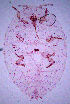  (Vryburgia transvaalensis - ARC-PPRI SB241_6)  @12 [ ] CreativeCommons - Attribution Non-Commercial Share-Alike (2011) Mamadi Theresa Sethusa ARC-PPRI