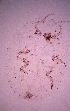  (Nipaecoccus - ARC-PPRI SB279_2)  @13 [ ] CreativeCommons - Attribution Non-Commercial Share-Alike (2011) Mamadi Theresa Sethusa ARC-PPRI