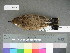  (Oenanthe isabellina - USNM 641308)  @15 [ ] Copyright  Smithsonian Institution 2010 Unspecified