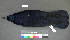  (Corvus frugilegus - USNM 641361)  @14 [ ] Copyright  Smithsonian Institution 2010 Unspecified